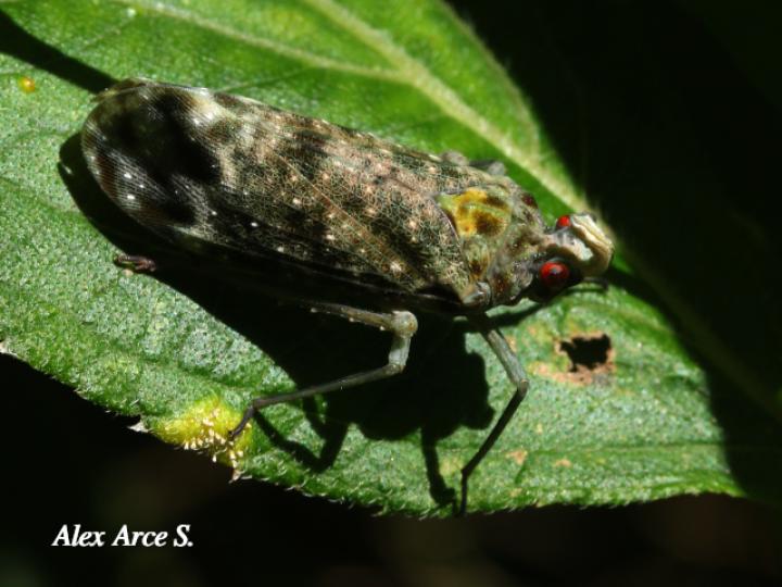Enchophora sanguinea