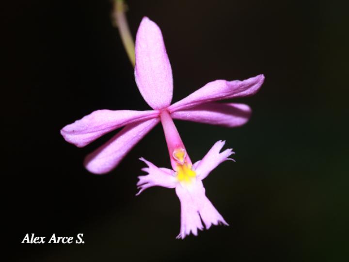 Epidendrum blepharistes