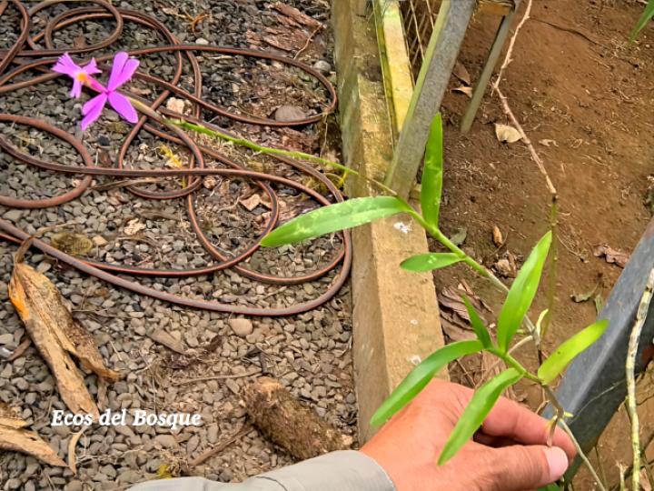 Epidendrum blepharistes
