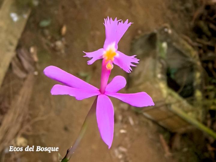 Epidendrum blepharistes