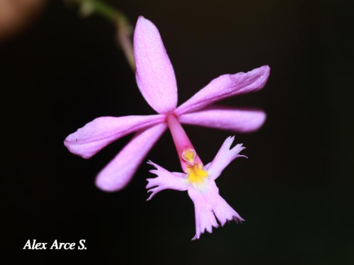 Epidendrum blepharistes