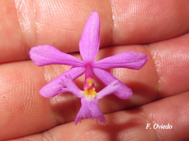 Epidendrum blepharistes