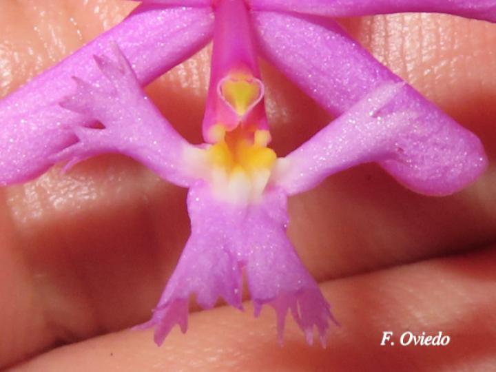 Epidendrum blepharistes