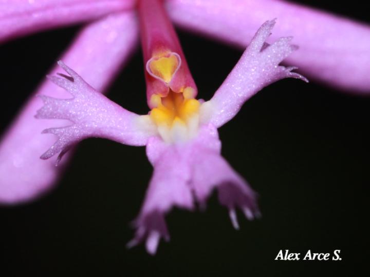 Epidendrum blepharistes