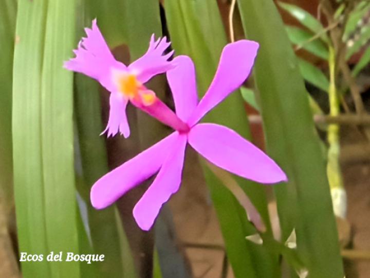 Epidendrum blepharistes