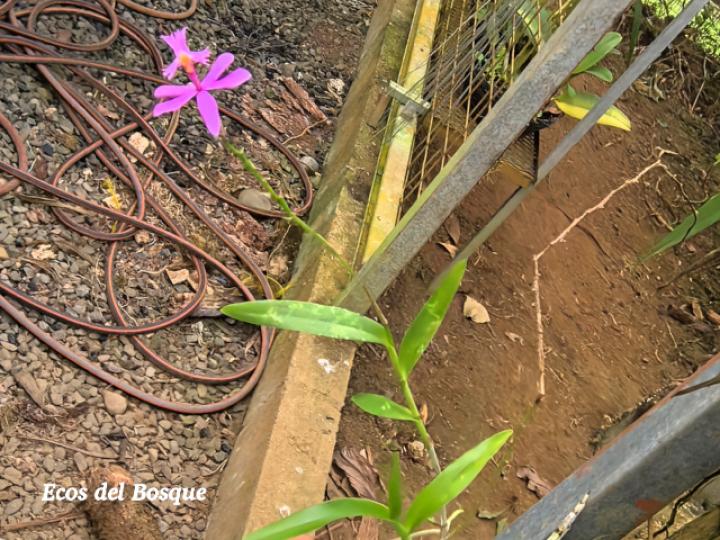 Epidendrum blepharistes