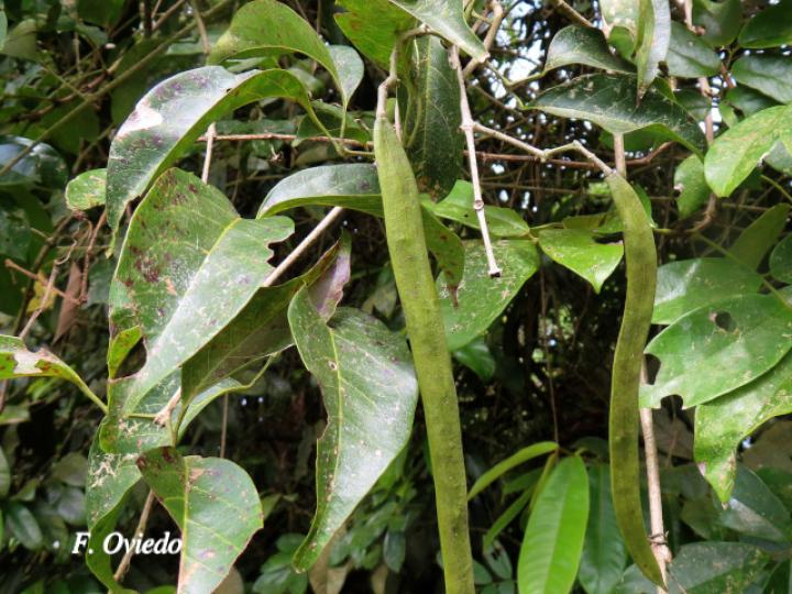 Fridericia schumanniana (Basto colorado)