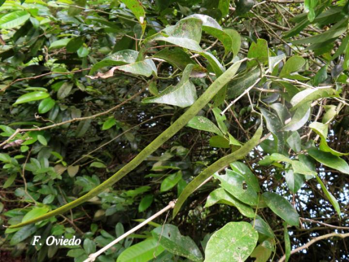 Fridericia schumanniana (Basto colorado)