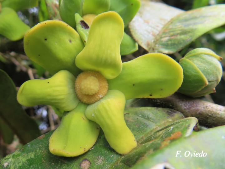 Guatteria aeruginosa (Anonillo)
