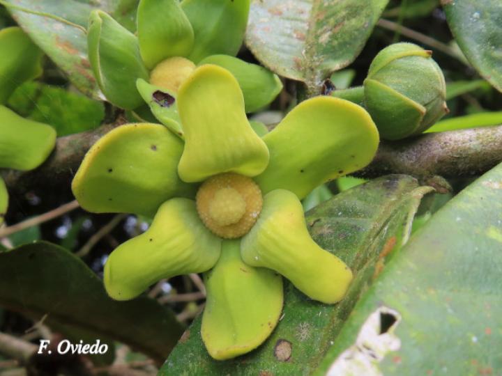Guatteria aeruginosa (Anonillo)