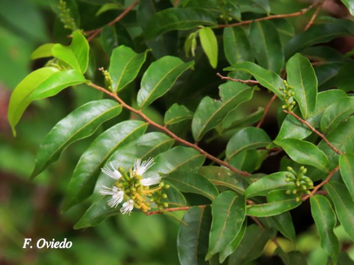 Hirtella tubiflora