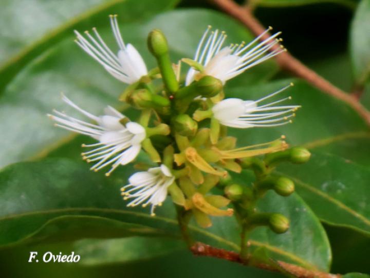 Hirtella tubiflora