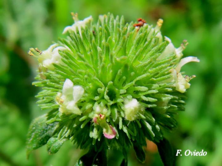Hyptis capitata (Biojo, Bombillo, Botón Negro)