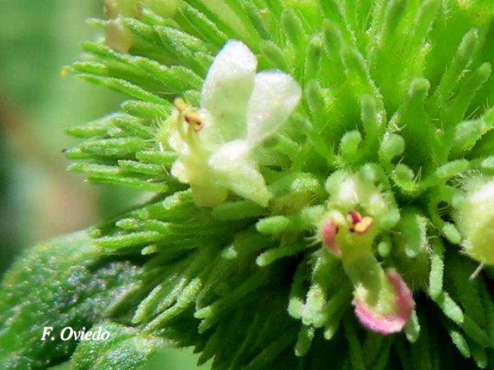 Hyptis capitata (Biojo, Bombillo, Botón Negro)