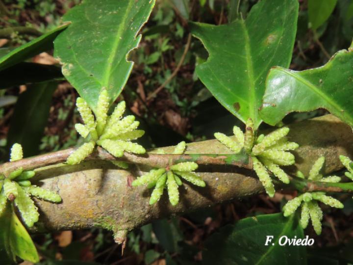Lacistema aggregatum (Cafecillo, copalchi)