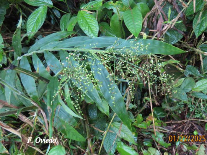 Lasiacis sorghoidea