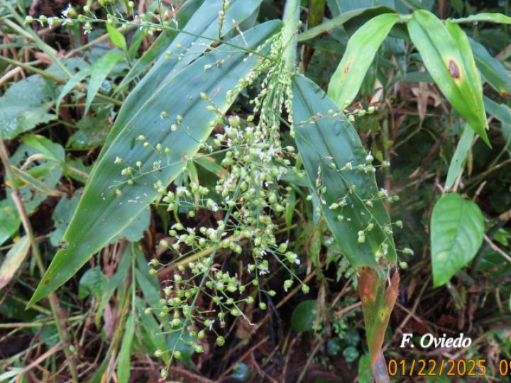 Lasiacis sorghoidea
