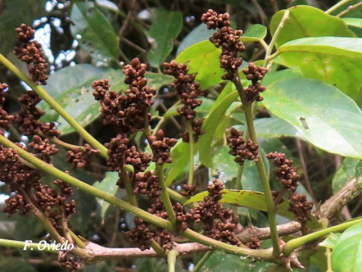 Machaerium floribundum