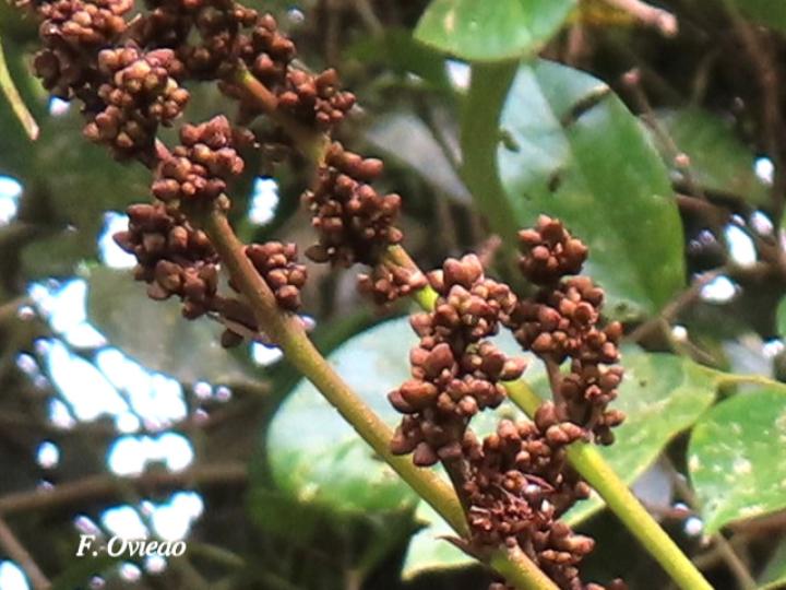 Machaerium floribundum