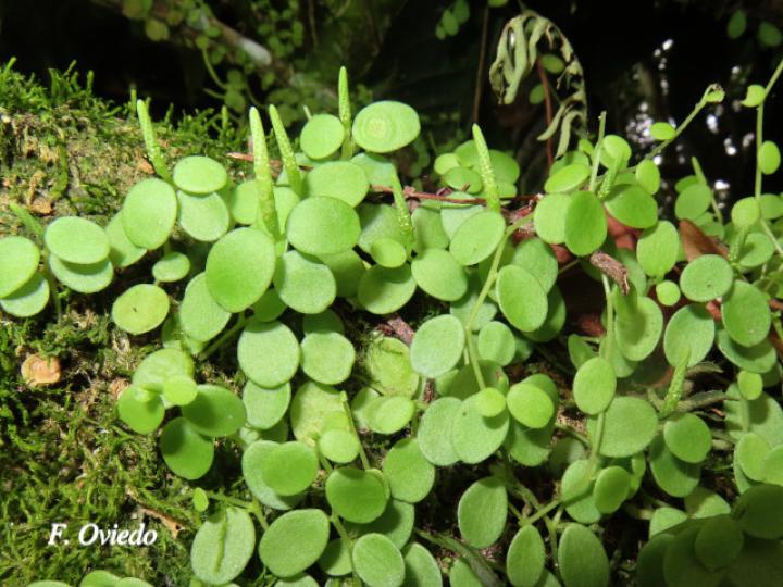 Peperomia rotundifolia