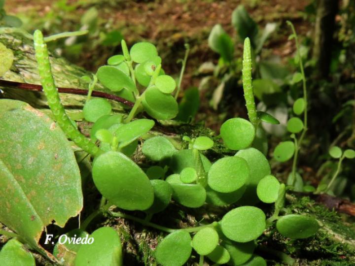 Peperomia rotundifolia