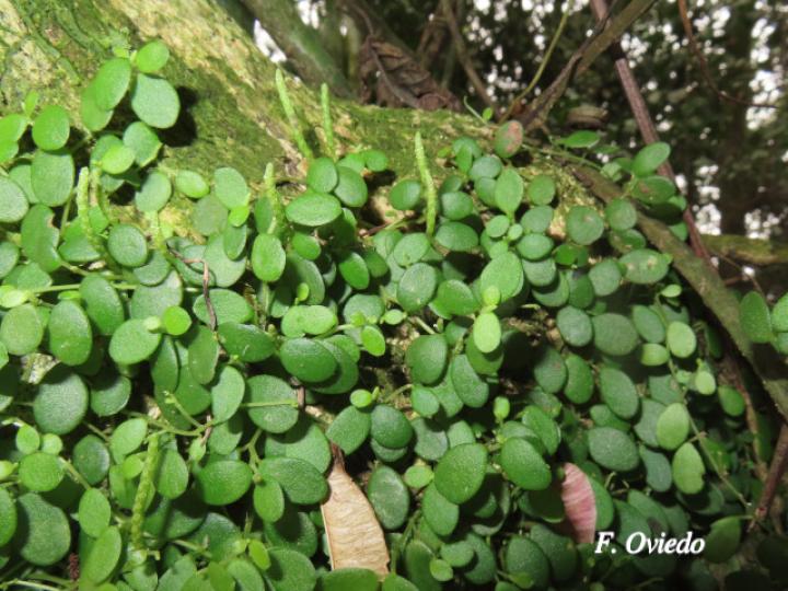 Peperomia rotundifolia