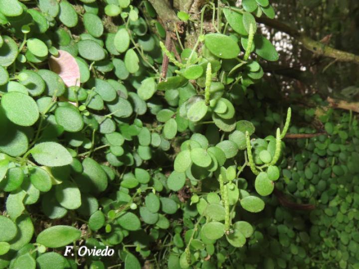 Peperomia rotundifolia