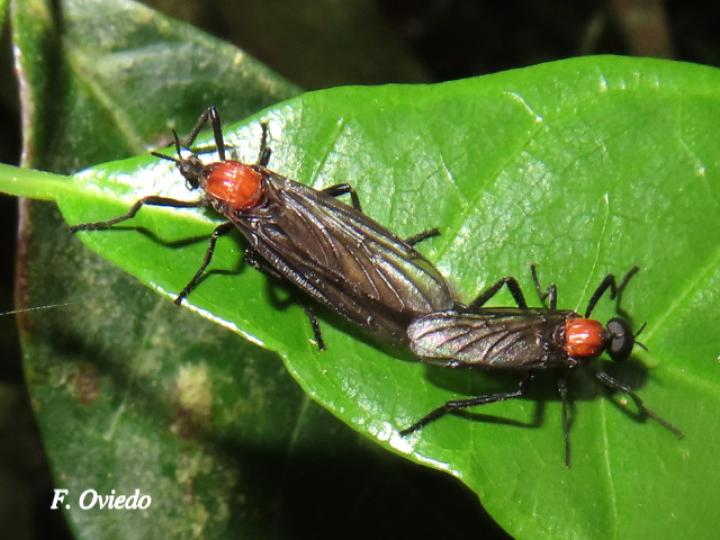 Plecia nearctica (Mosca de marzo)