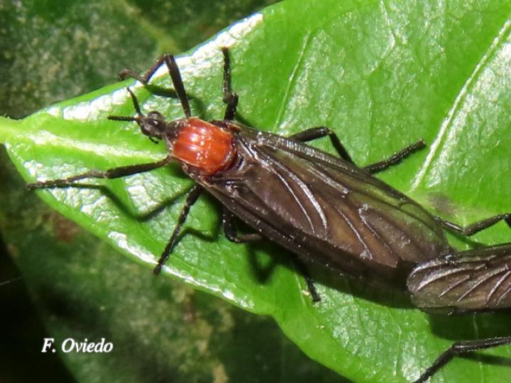 Plecia nearctica (Mosca de marzo)