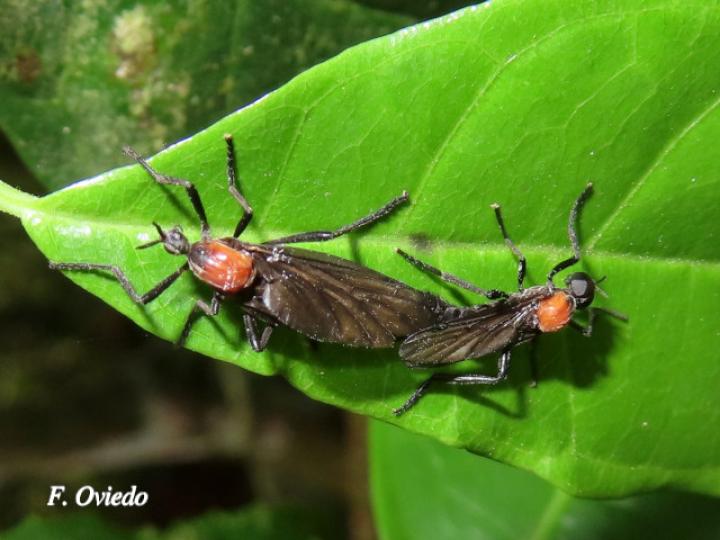 Plecia nearctica (Mosca de marzo)