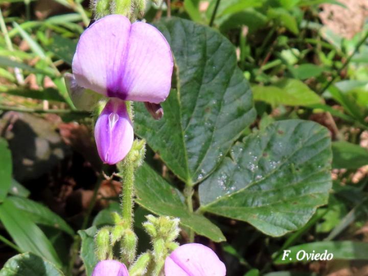 Pueraria phaseoloides (Kudzú)
