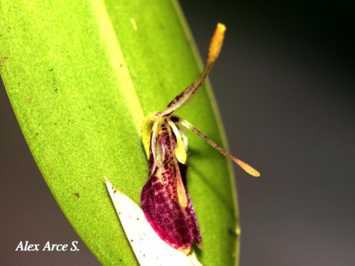 Restrepia muscifera