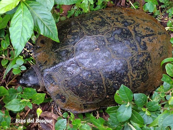 Rhinoclemmys funerea (Tortuga negra)