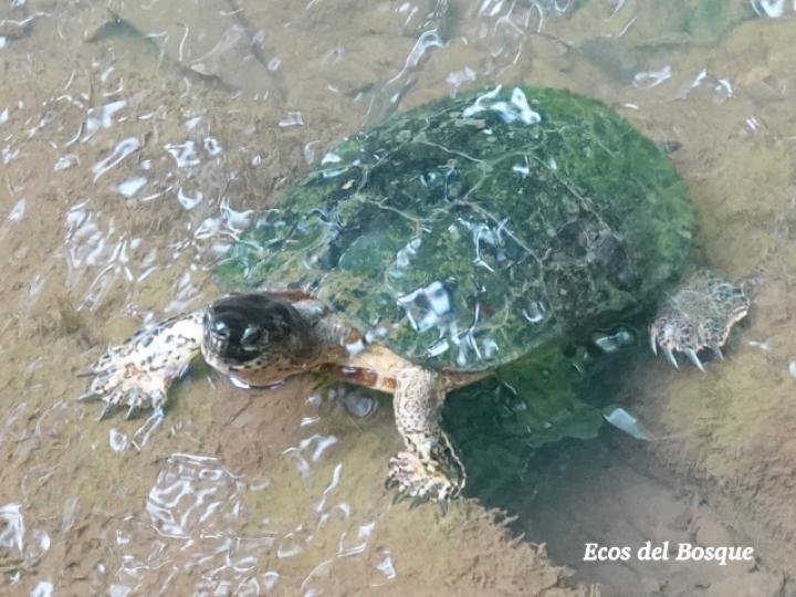 Rhinoclemmys funerea (Tortuga negra)