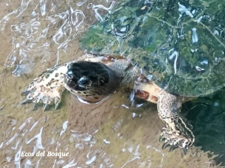 Rhinoclemmys funerea (Tortuga negra)