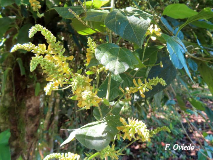 Rhynchosia erythrinoides