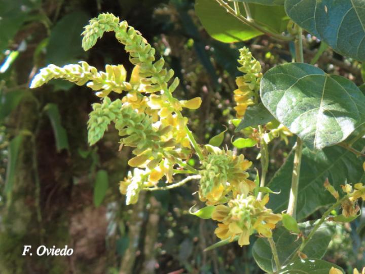 Rhynchosia erythrinoides