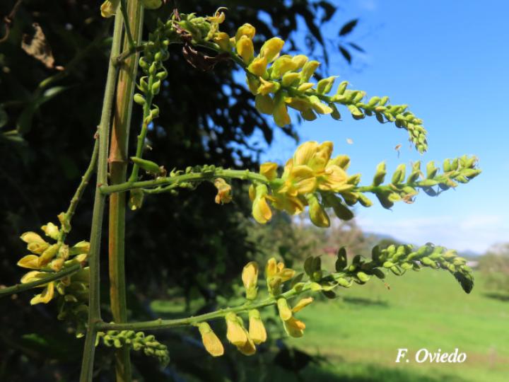 Rhynchosia erythrinoides