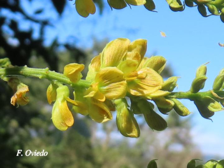 Rhynchosia erythrinoides