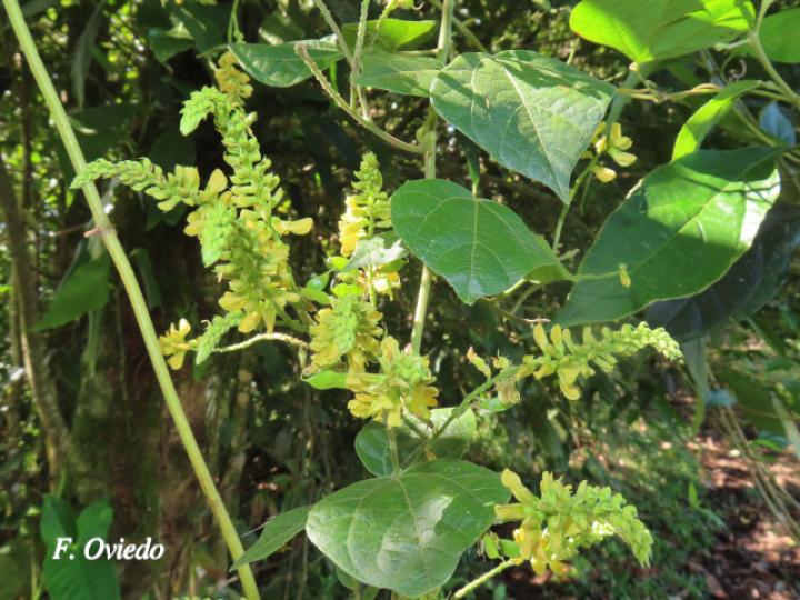 Rhynchosia erythrinoides