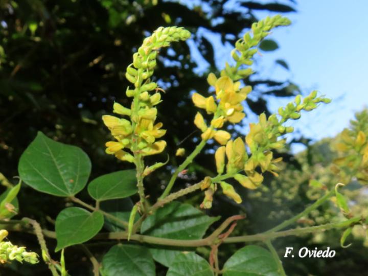 Rhynchosia erythrinoides