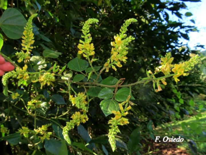 Rhynchosia erythrinoides