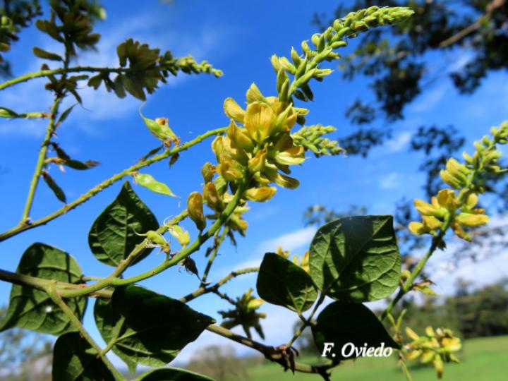 Rhynchosia erythrinoides