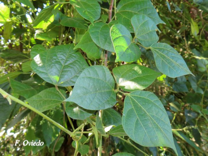 Rhynchosia erythrinoides