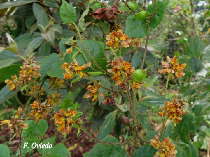 Rhynchosia quercetorum