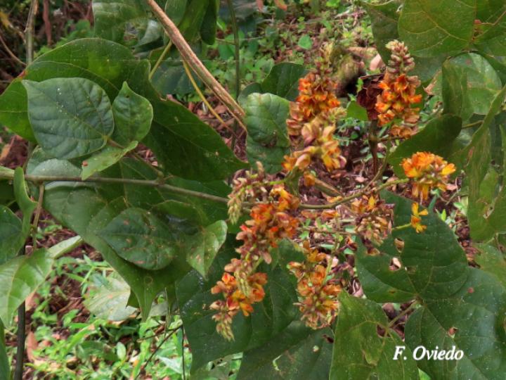 Rhynchosia quercetorum