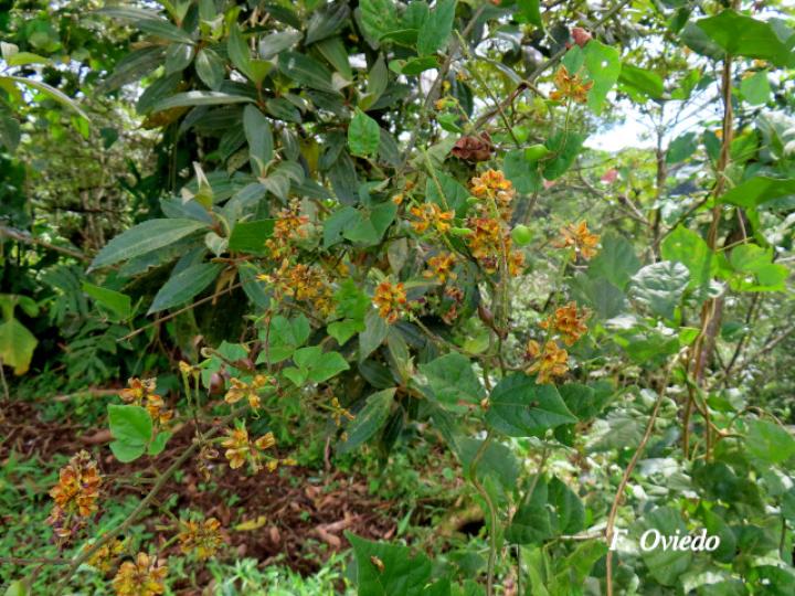 Rhynchosia quercetorum