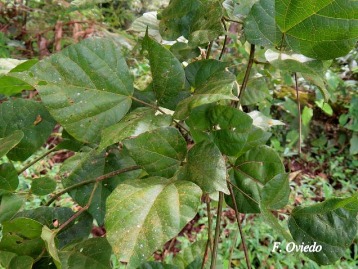 Rhynchosia quercetorum