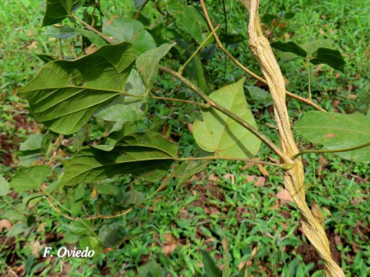 Rhynchosia quercetorum