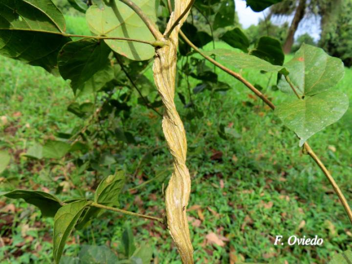 Rhynchosia quercetorum